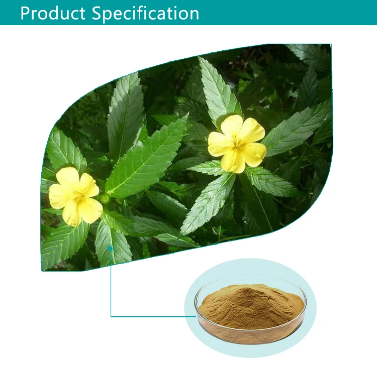 Best price pure damiana leaf extract Stimulate male hormones damiana extract