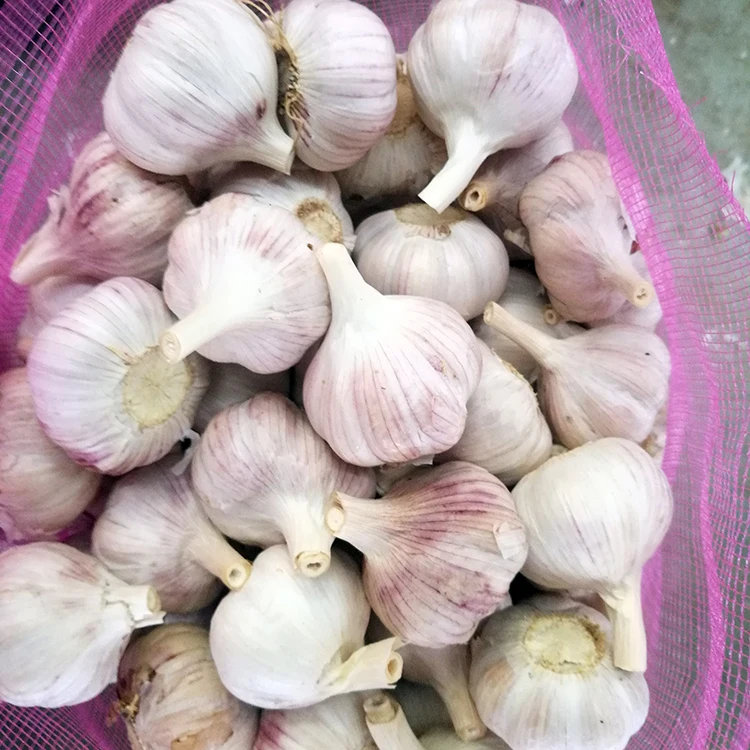 Fresh Large White Garlic Sales In Vietnam