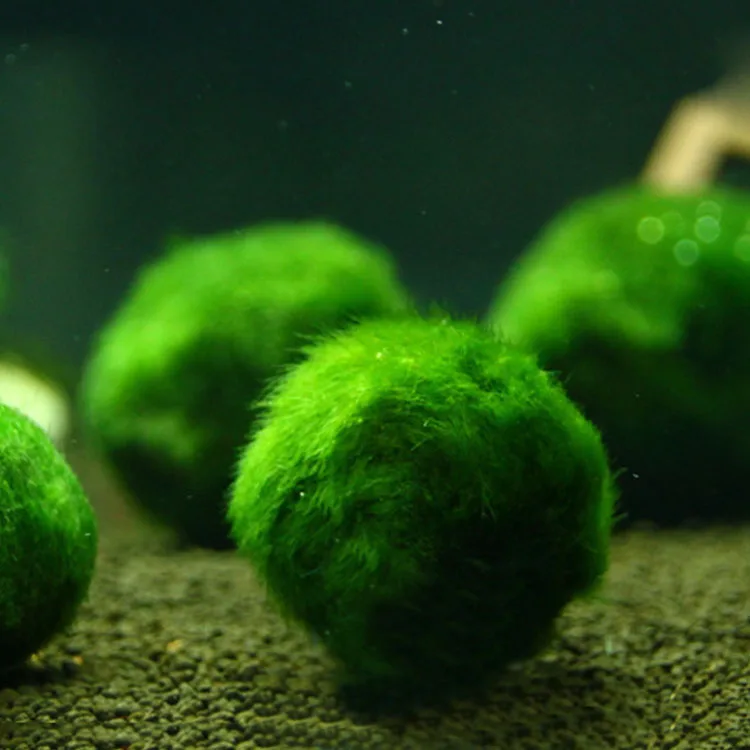 Шар из зеленых водорослей, водные растения, гидропонный Искусственный аквариум, зеленое растение, аквариумные аксессуары, украшение