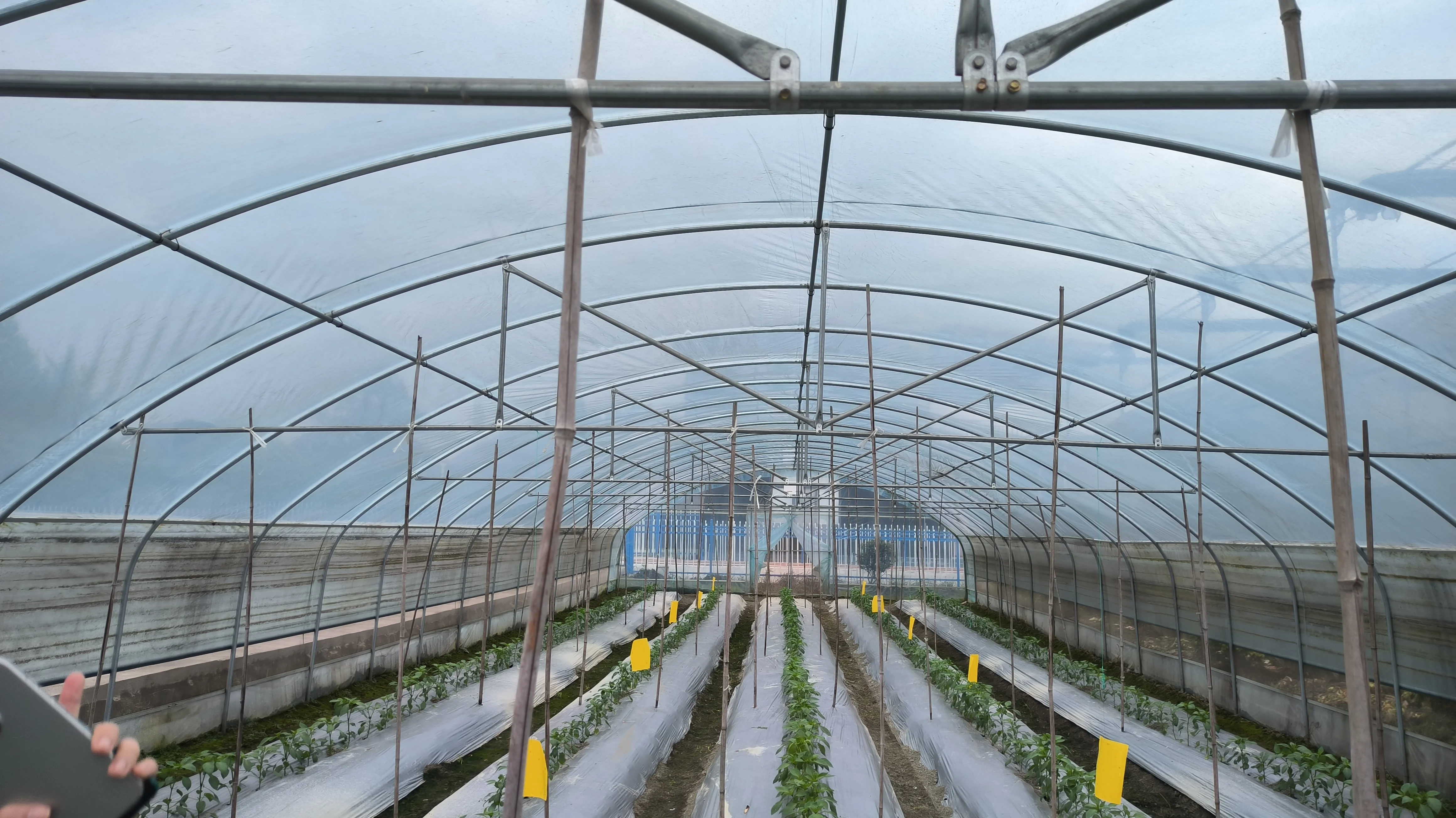 Industrial Complete Hydroponics System Soilless NFT hydroponic system Tunnel Agricultural greenhouses Kit for Blueberry Tomato