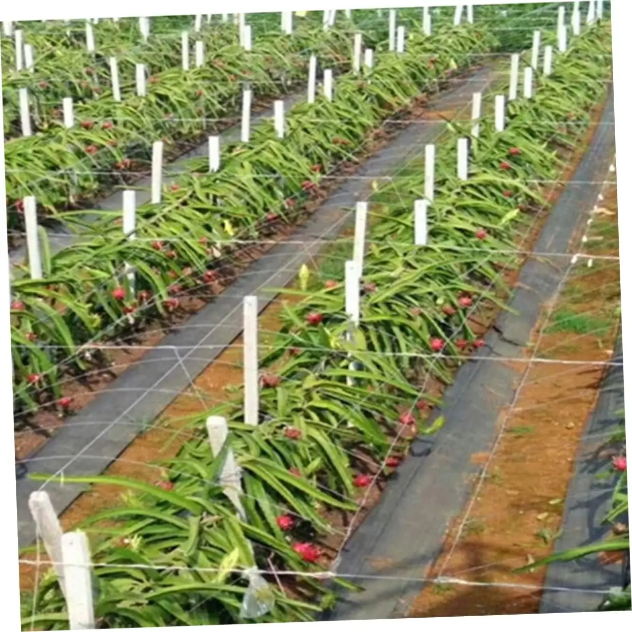 Shandong Factory Direct Sale Agricultural PP Weed Mat Woven Plastic Agro Textile Greenhouse Hot Sale Arrivals at Factory Price