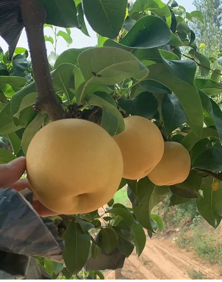 Sell High-Quality Fresh Natural Fresh Fengshui Pear