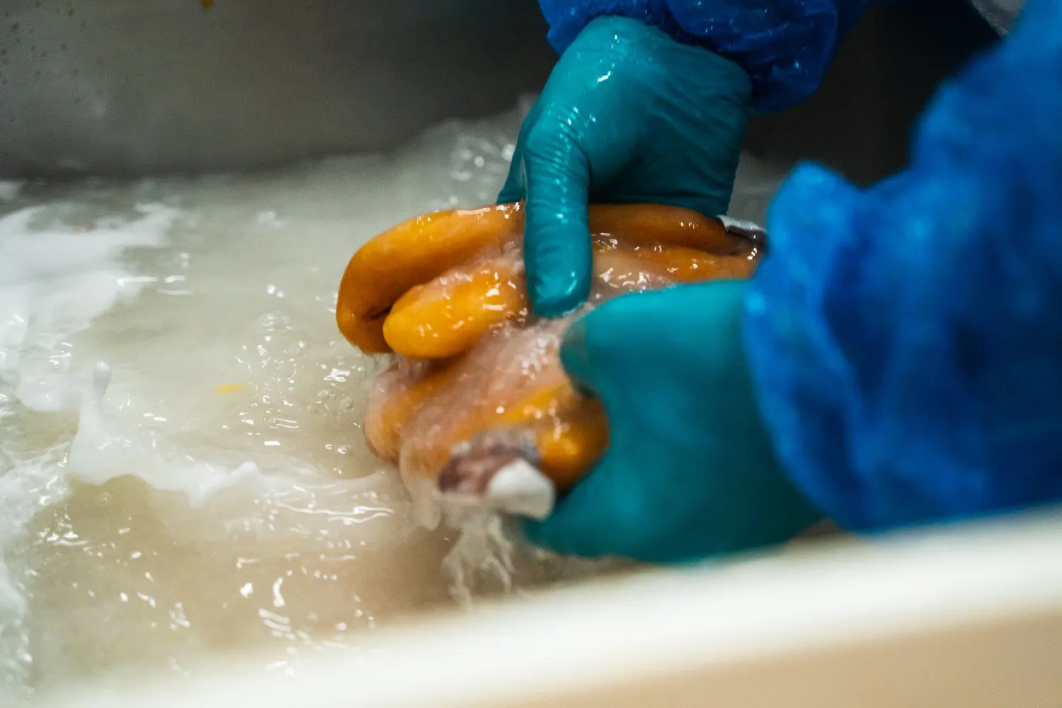 Elite Gourmet Italian Bottarga Selection - 170-200g Mullet Roe | Discerning Palate Delicacy