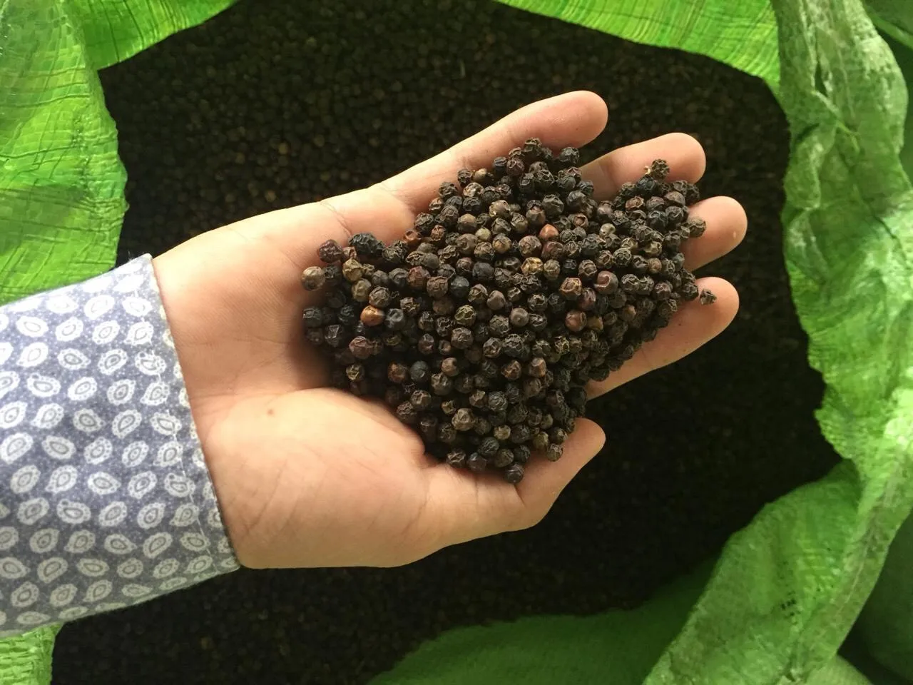 Whole BLACK PEPPER black pepper with round shape dried peppercorn pepper origin Vietnam