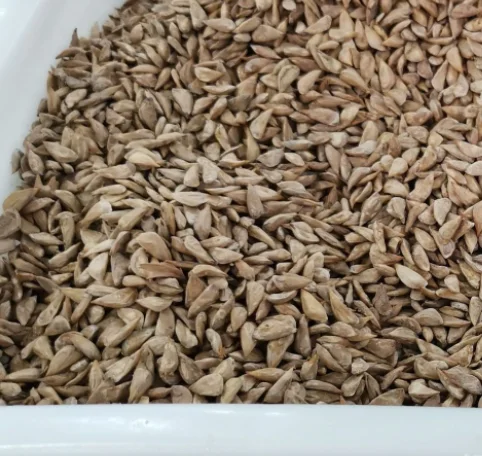 Natural dried clean mature cedrus deodara seeds for planting