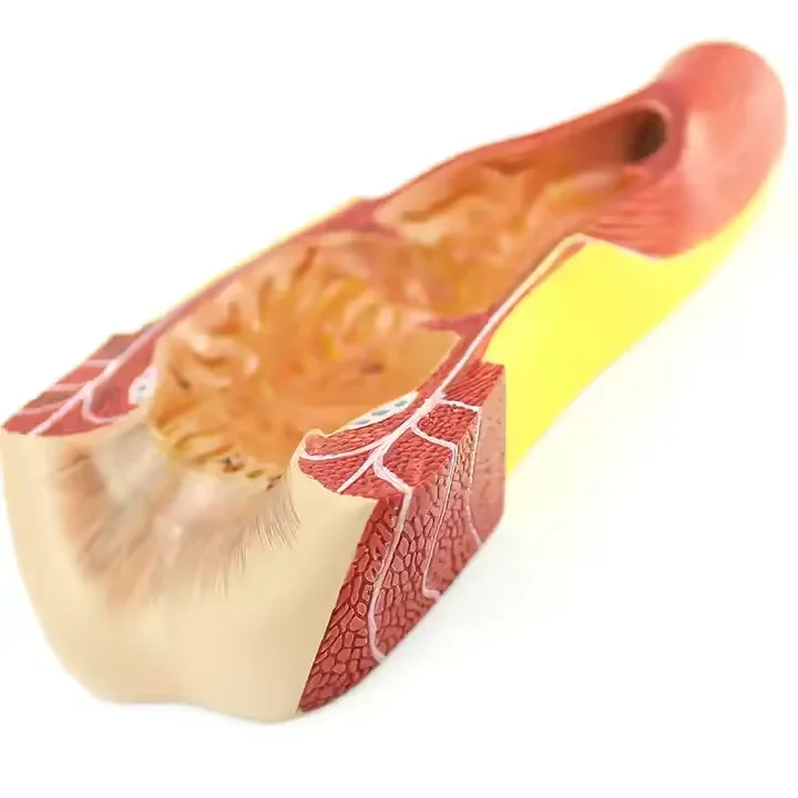 Medical science teaching equipment Human Anatomy Models Teaching Medical Anatomical Model Rectum anal Anatomical Structure Model
