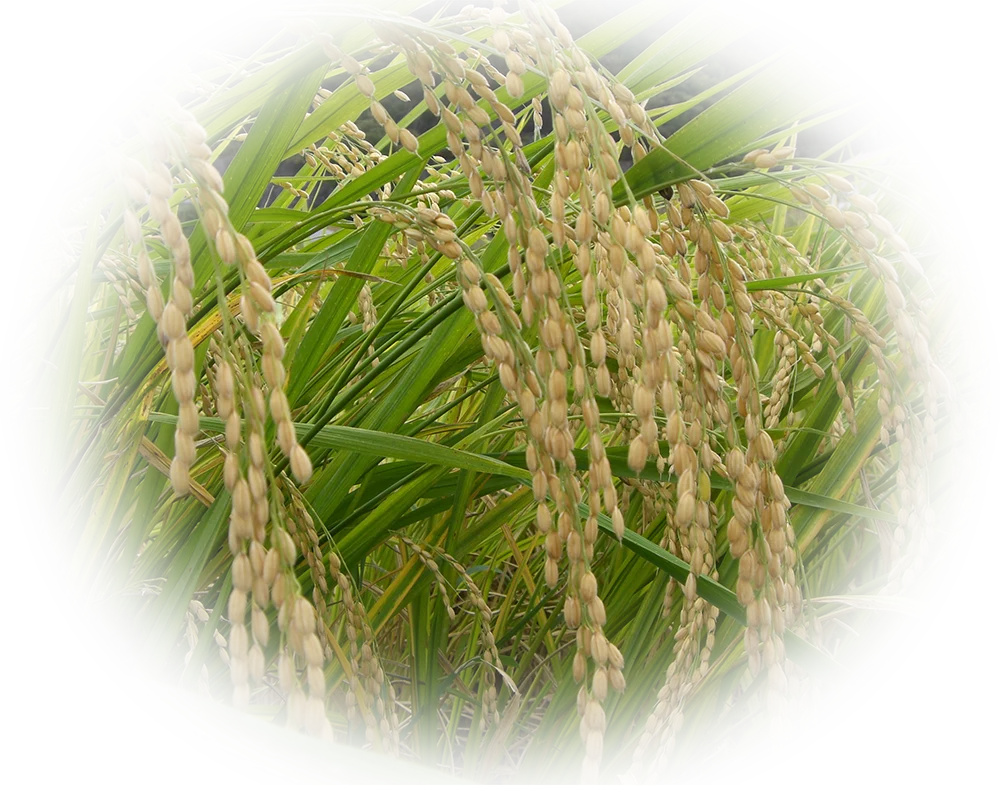 Japanese wholesale list wine liquor price technology daiginjo eiju 720ml Sake