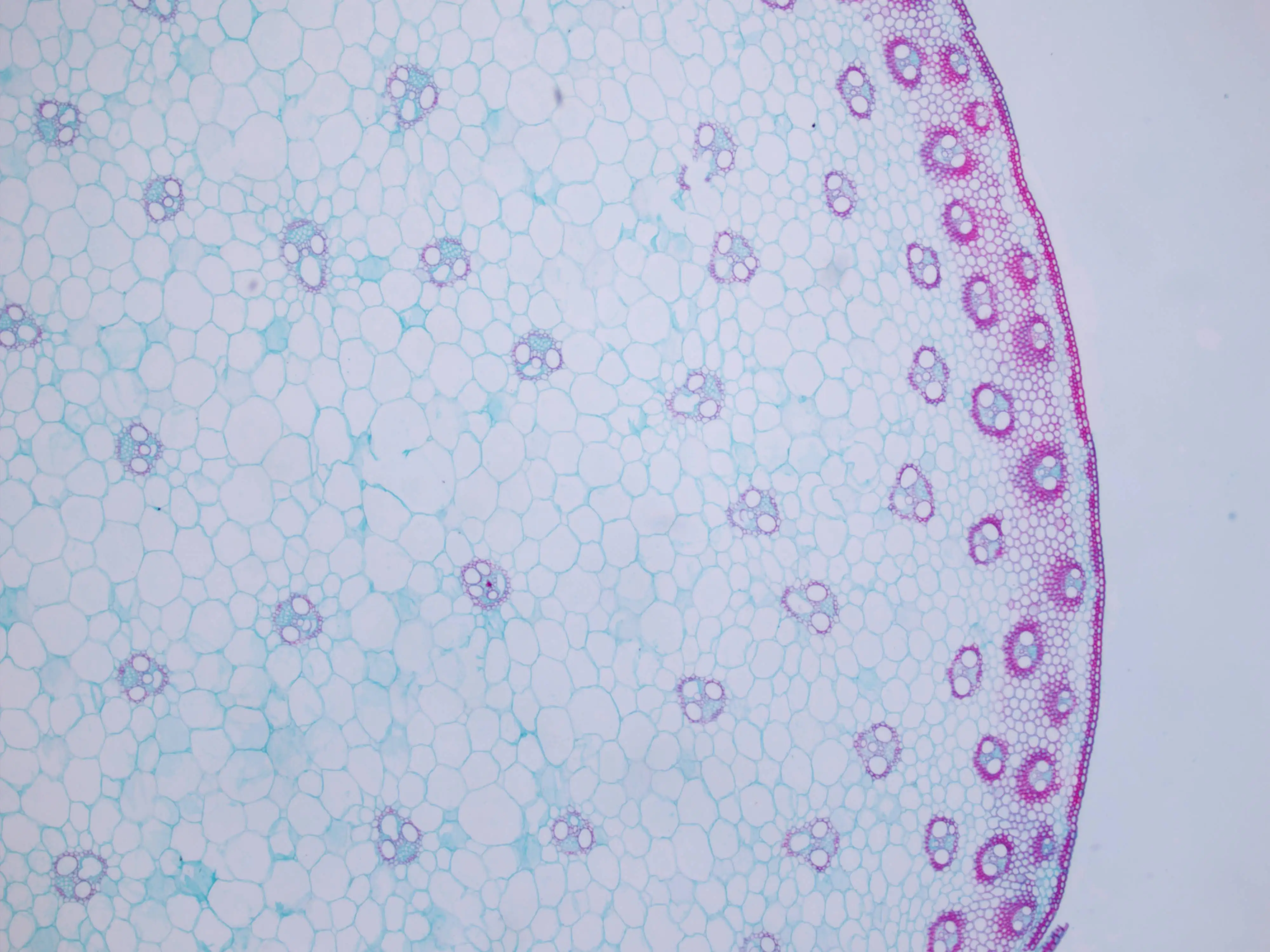 Factory Biology high quality and best price 8pcs plant root tip L.S. microscope prepared slides for botany biology set