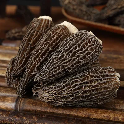 Wholesale Fresh Morilles Mushrooms  morchella Cultivation Mycelium Morel mushroom seeds
