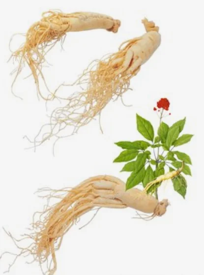 Korean Red Ginseng Extract Powder 5%-80% Ginsenoside Herbal Extract by Solvent Method