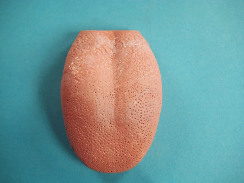 
Tooth Hygiene Demonstration Model 