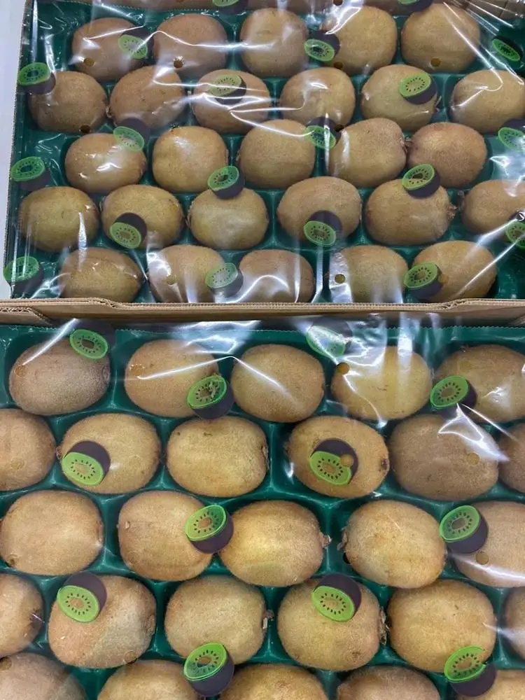 Premium Fresh Green Kiwifruit Organic Standard green kiwi fruit