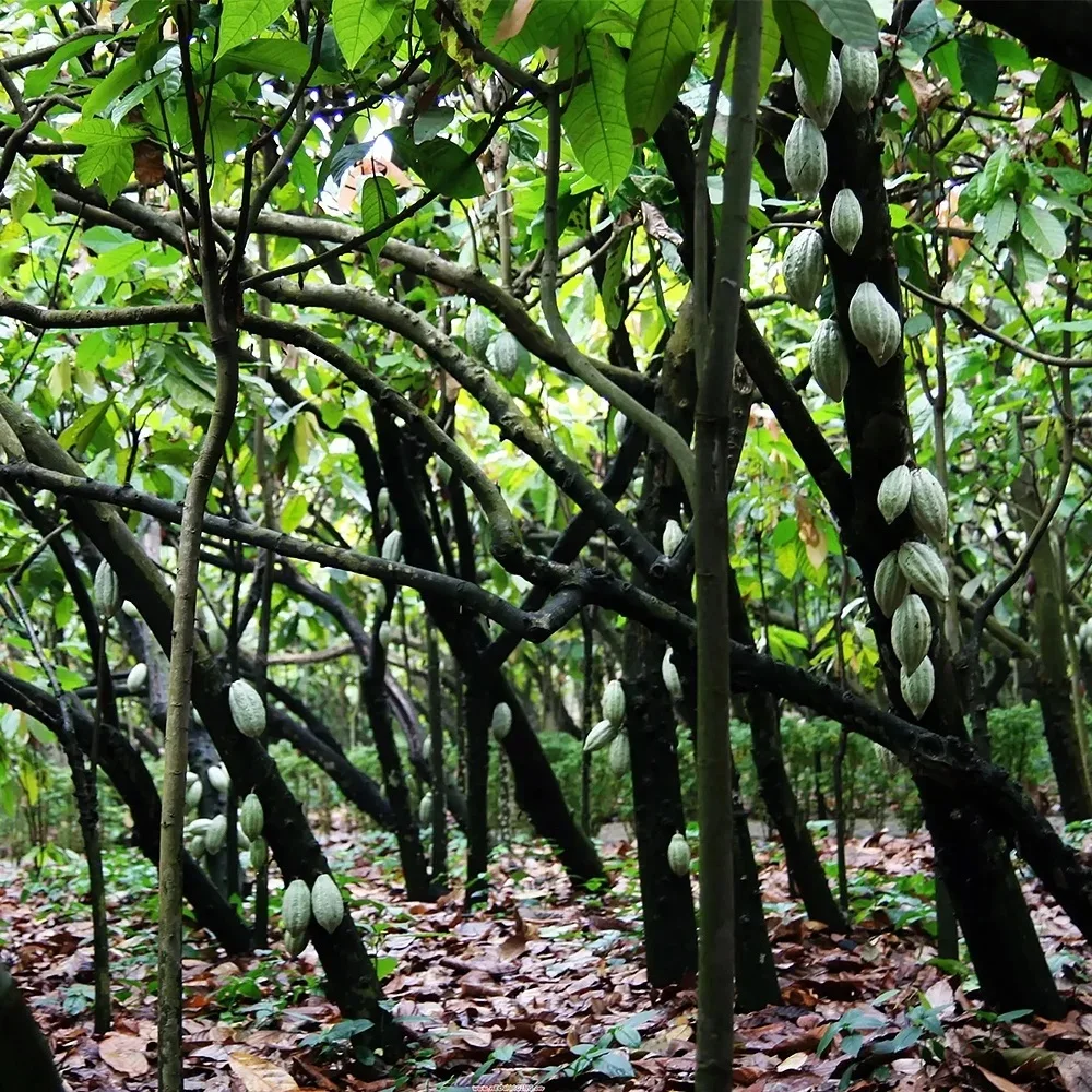 The factory wholesale high quality pure cocoa butter cream raw materials
