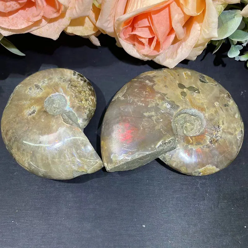 Natural Ammonite Fossil Rainbow Polished Jade Pattern Ammonite Fossil For Fengshui