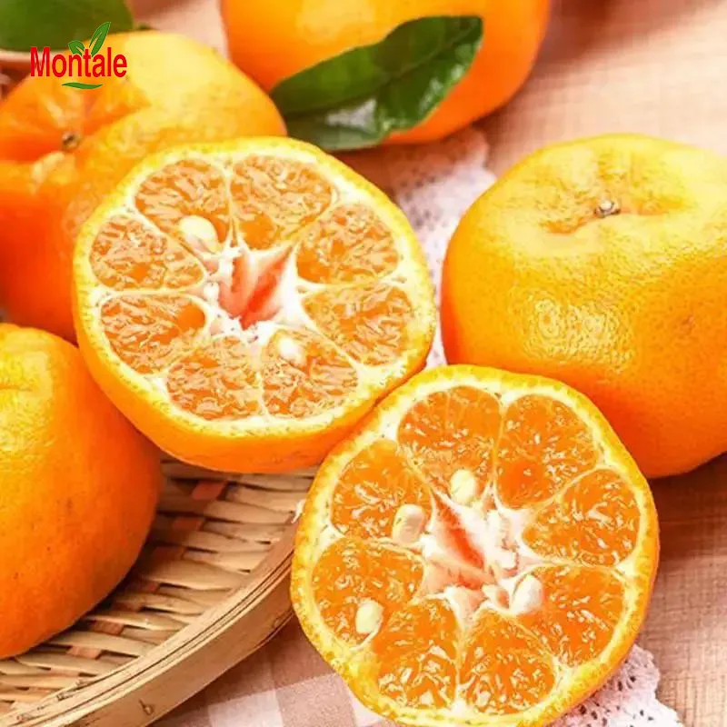 Montale China Wholesale Fresh High Quality Lokan Mandarin