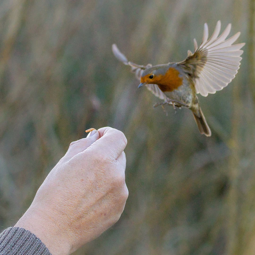 Wholesale High Nutrition Top Grade Pet Food Hamster Food Mealworm Bird Food Dry Mealworms