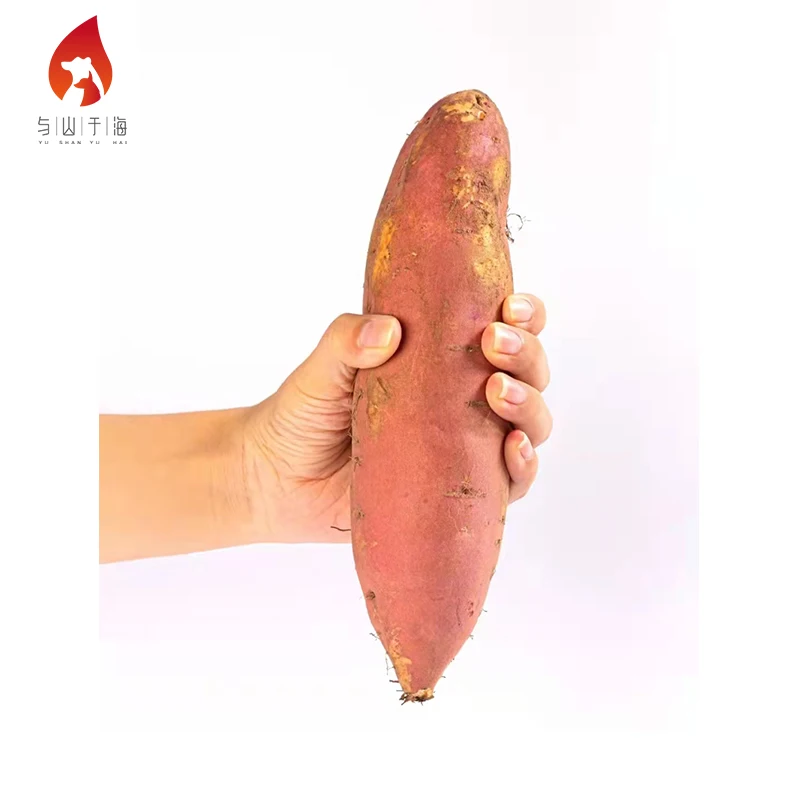 Мягкий мясистый свежий картофель, Экспорт из Китая, свежий сладкий картофель