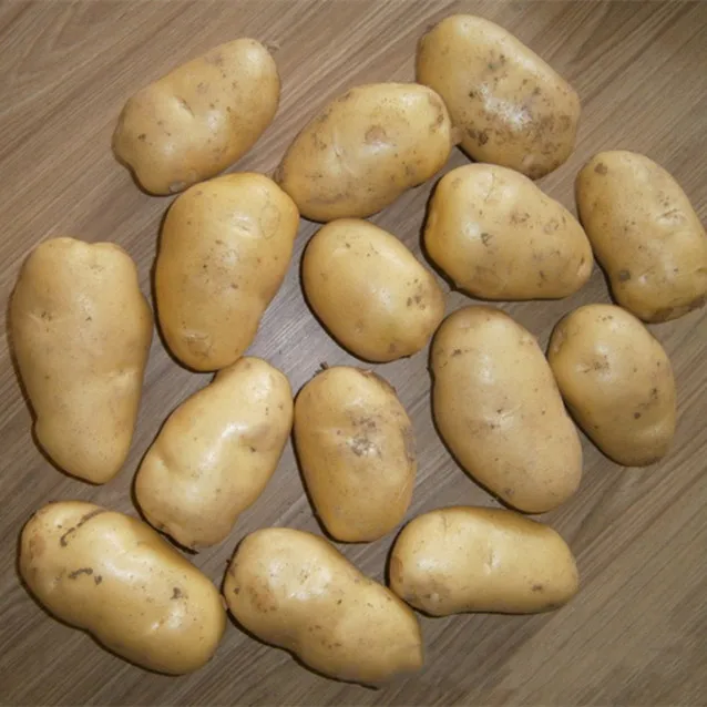 The best quality Chinese export vegetable potatoes wholesale price