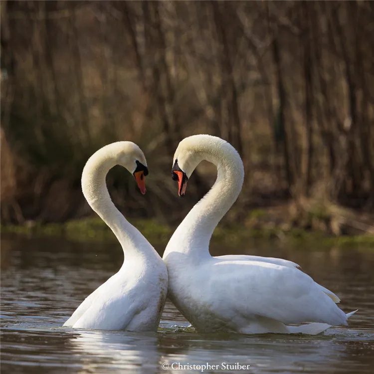 all digital dslr camera optical lenses 500mm lens for canon f/8.3-16 reflex zoom dslr camera lens