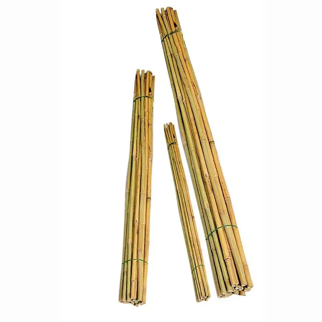 High quality popular Clean Smooth Bamboo Canes Bamboo Poles for ECO FRIENDLY Nursery Garden Horticulture Plantation Fence net