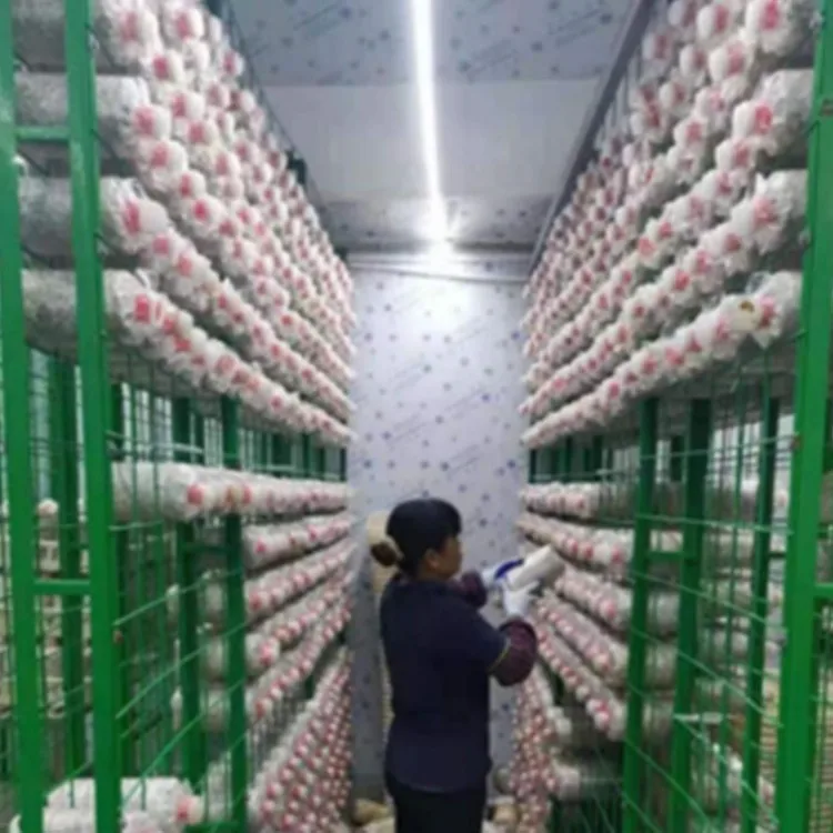 Turnkey Project Vertical Farming Container Greenhouse Supplies Mushroom Growing Shipping Container Farm