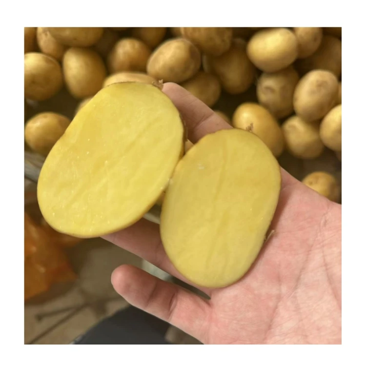 China New Crop Fresh Potato 100% Natural Organic Holland Yellow Potato Wholesale Price