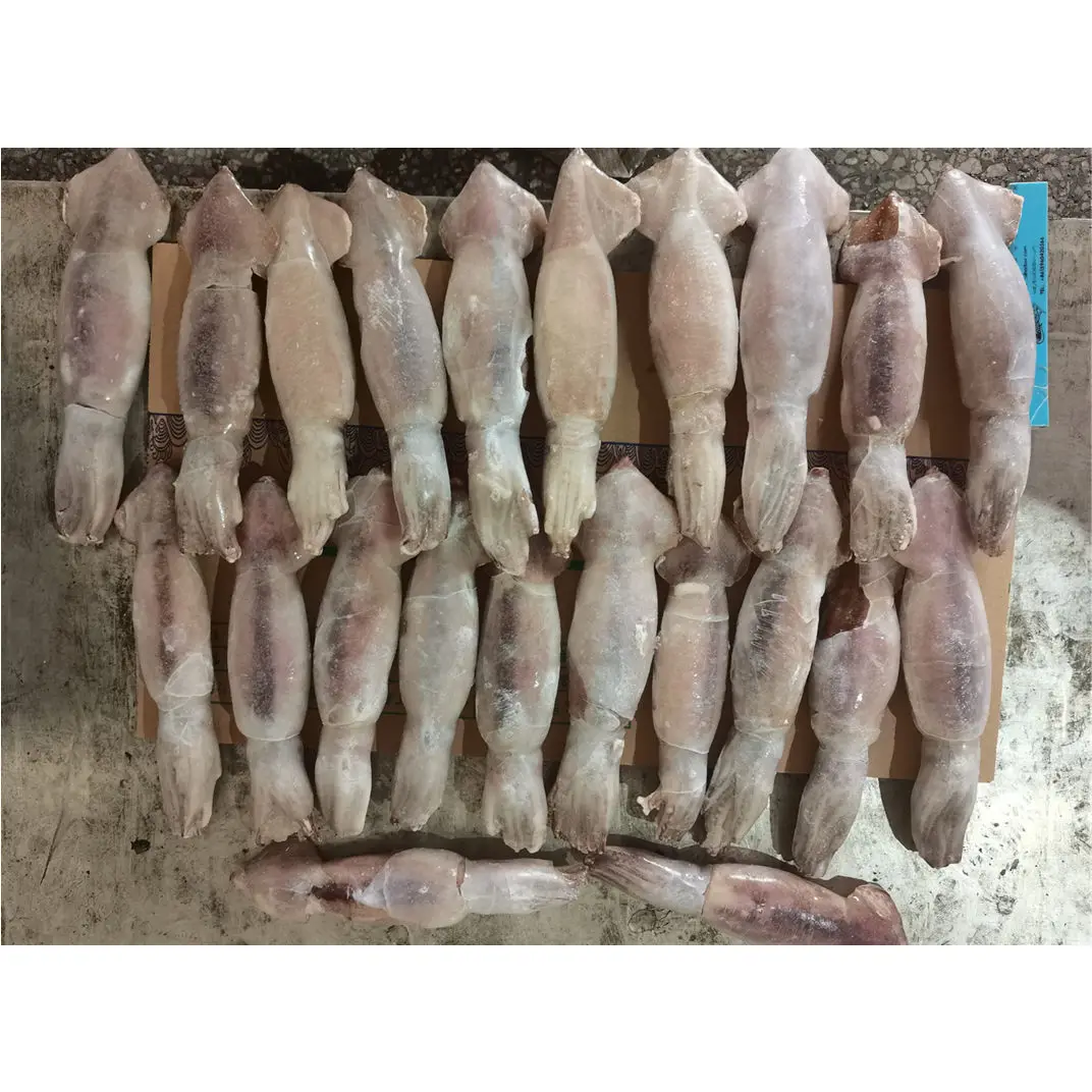 good quality IQF peru Indian ocean squid dosidicus gigas giant squid