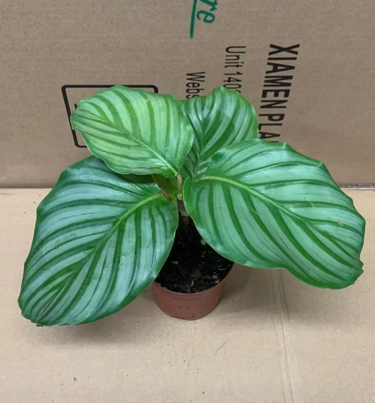 
Wholesale promotion Calathea orbifolia (Linden) H.A.Kenn. ornamental foliage live plants bonsai 