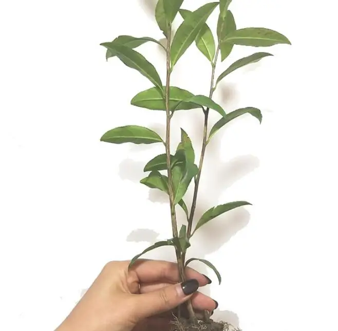 New culvated young plants Camelia sinensis seedlings for planting