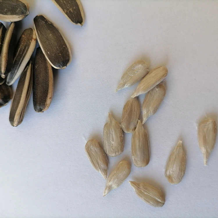 
2021 Hot Sell High Quality Wholesale Sunflower Seed Raw Sunflower Seeds In Bag 