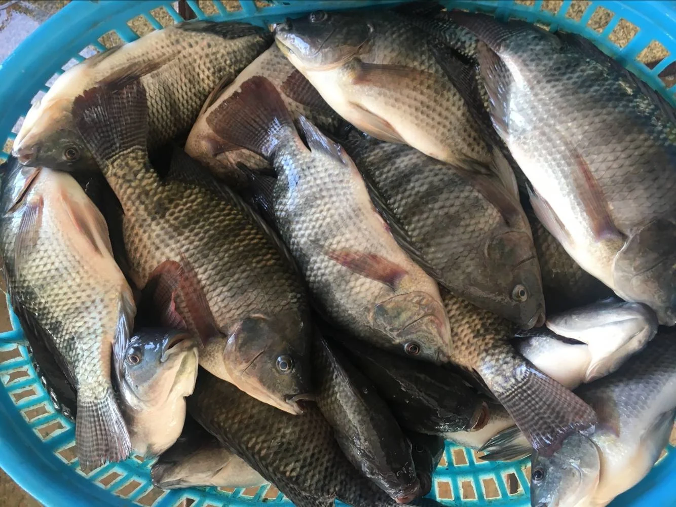 Supplier Wholesale Seafood Price Per Kg Whole Frozen Black Round Tilapia Fish WR fresh frozen Black Tilapia  800-1000g