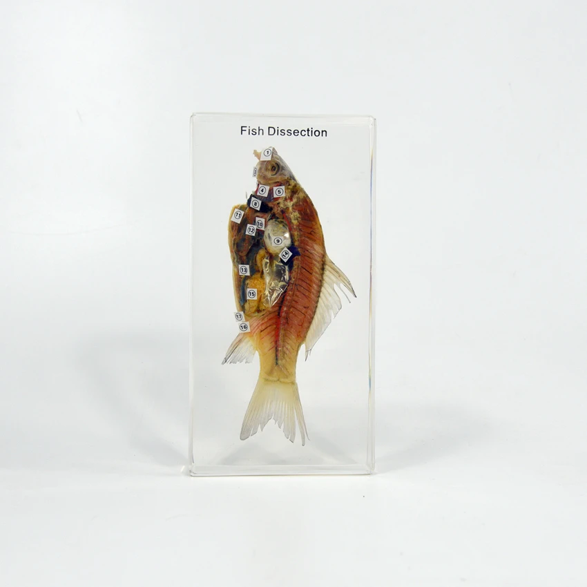 Anatomy Animal Clear Plastic Education Model Fish Dissection Resin Specimen Paperweight for School Teaching