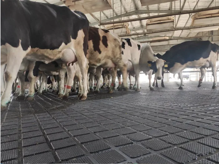 Animal Husbandry Use Cow Horse Sow Rubber Matting Stable Horse Rubber Floor Mat