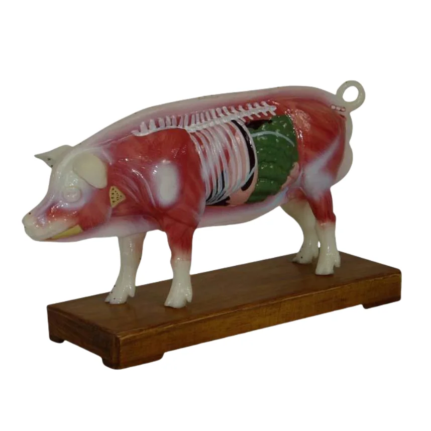 ADA Medical models Pig Acupuncture Model and Cattle Acupuncture Model For teaching and learning anatomy