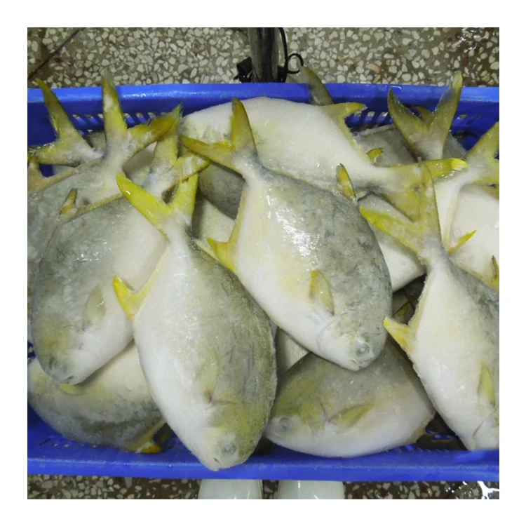 Fast Shipment Frozen Whole Round Golden Pompano Fish from China