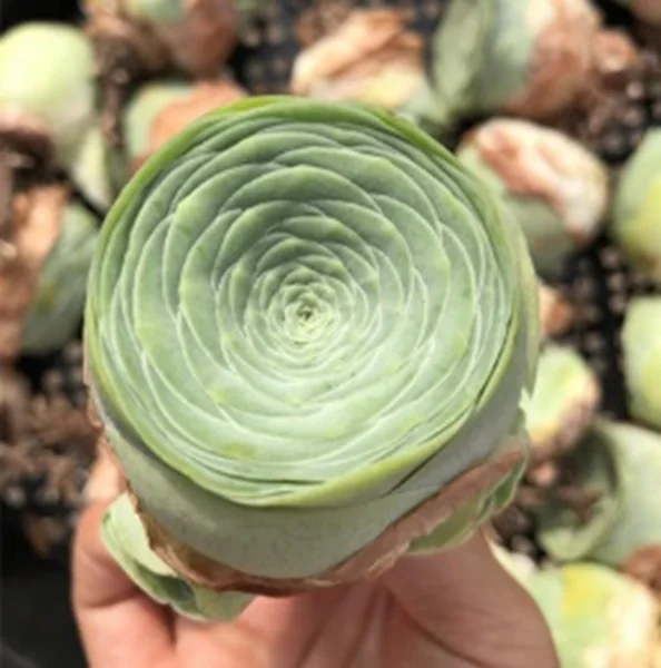 
Beautiful Mona Lisa live succulent plants for indoor plants decoration 