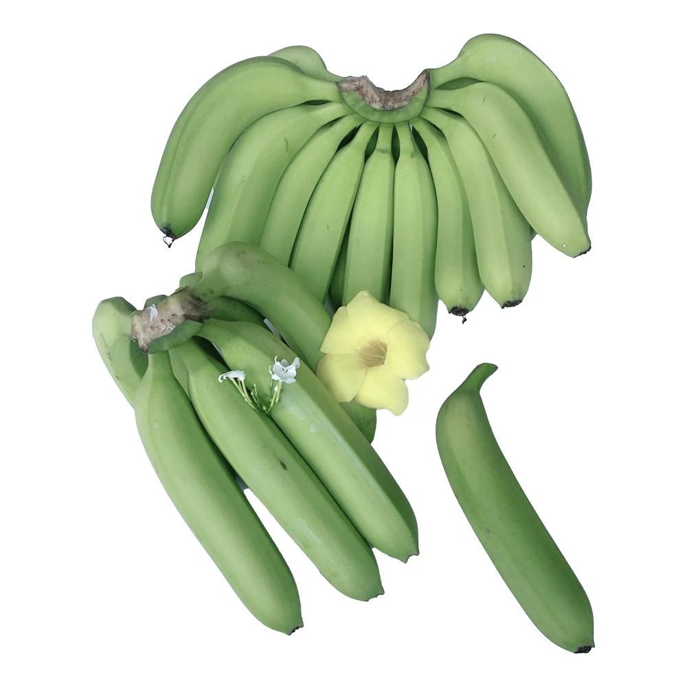 Tropical Banana Organic Vietnam Best Brand Supplier Wholesaler Fresh Natural Grade A456 Cavendish Banana Cheap Price Low MOQ