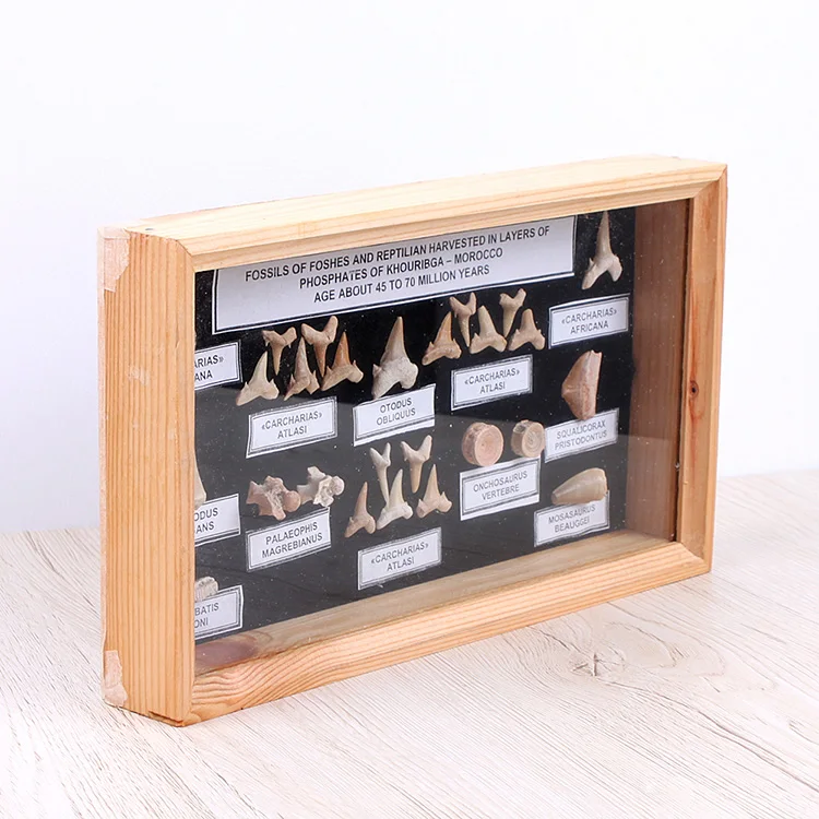 Yase Natural Marine Animal Shark Teeth Frame Office Studio Natural Stone Collection Box Ornaments