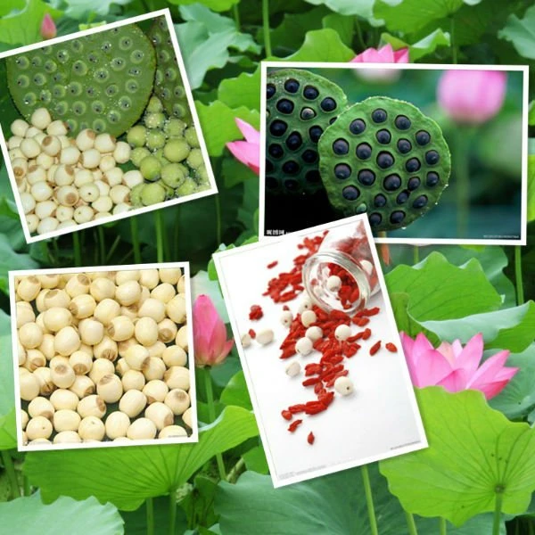 White Lotus Seeds Canned Food Natural Health Food Lotus Seeds