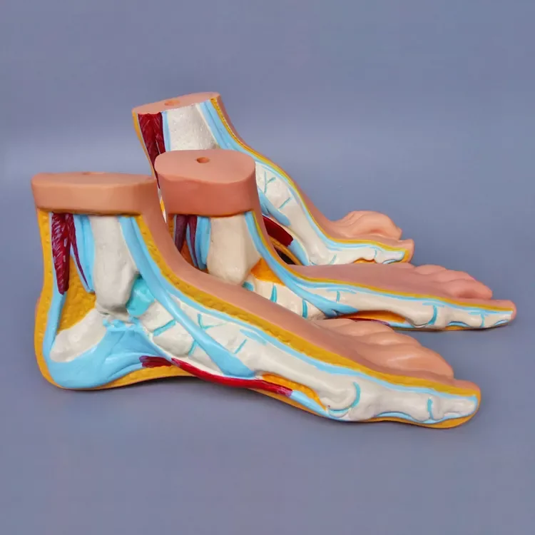 Anatomical Model of Human Foot for Medical Teaching, Used in Various Teaching Scenarios