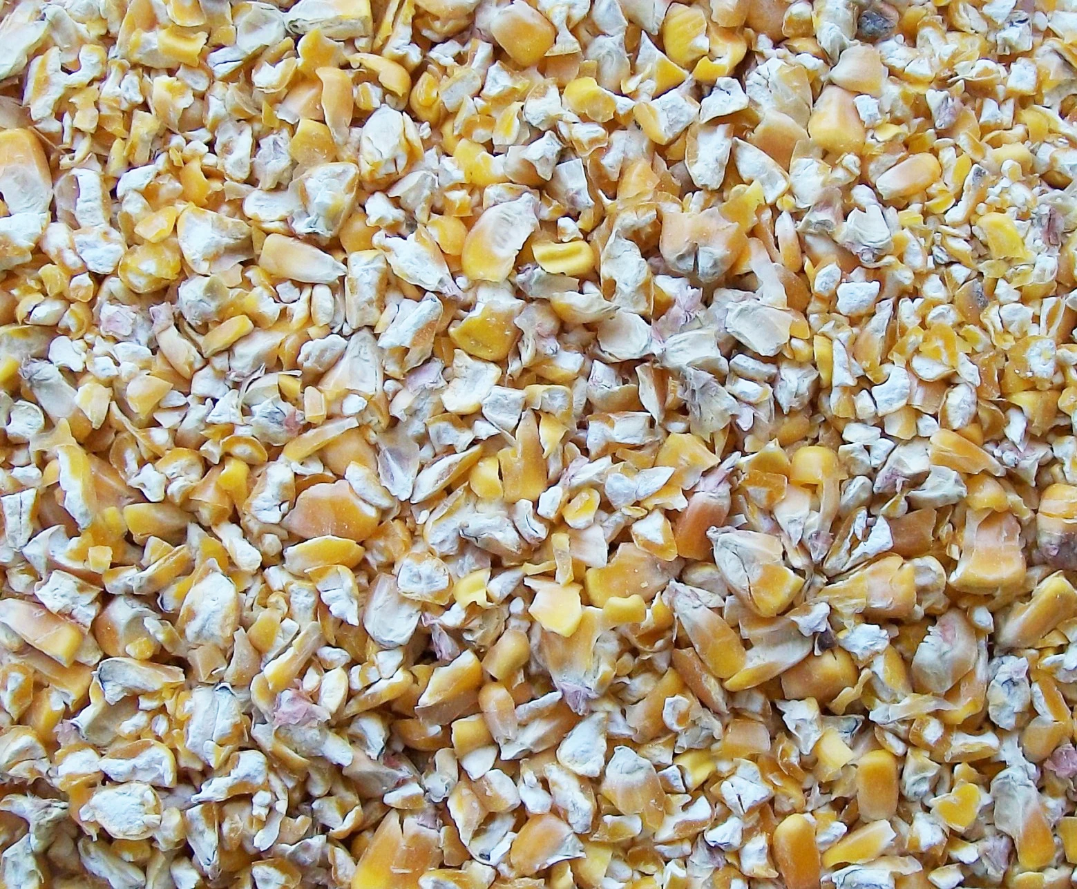 Top Product High Purity Natural Yellow Corn Frozen Dried Kernel Bird Seeds Quality Feeds USA Kibbled Maize For Sale