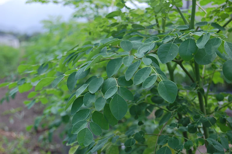 Important Crop Japanese Moringa Powdered Greens Juice Health Care Products for Home