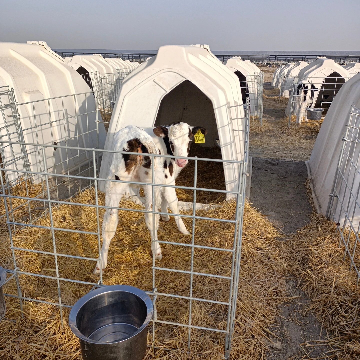 High Quality Comfortable Calf Hutch  Farm Equipment Cheap Plastic Diary Cow Comfortable Livestock House With Young Sheep