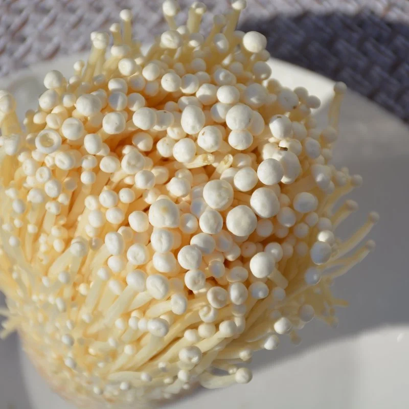Detan безопасный Enoki Гриб из Китая свежий культивирование грибов