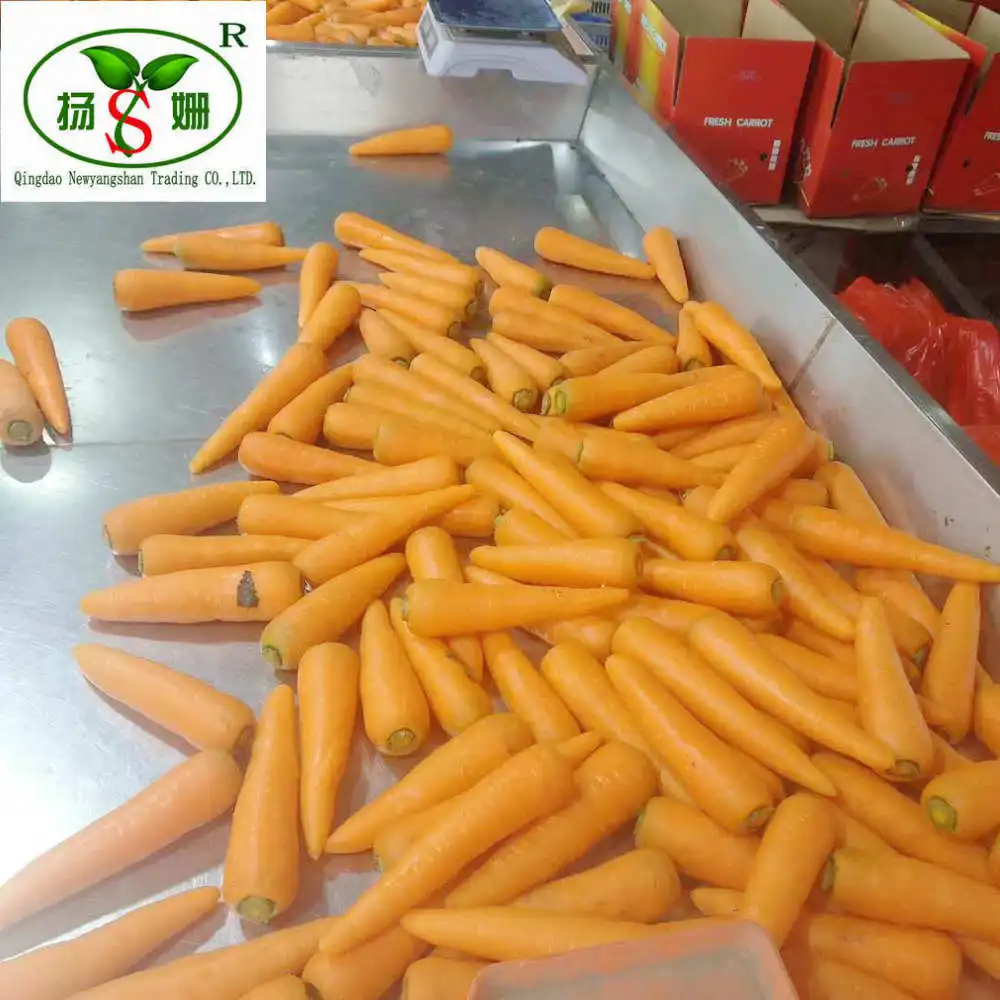 Alibaba Gold Supplier Information Carrot carton packing specializes in exporting to Thailand, Singapore, Malaysia, Philippines