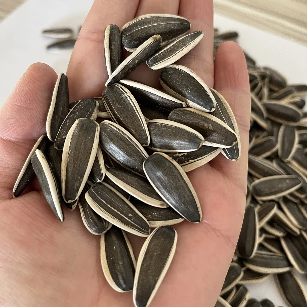 Chinese black white raw 5009 361 sunflower seed kernel price roasted sunflower seeds
