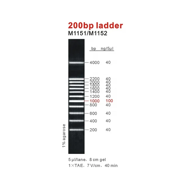 200bp DNA Ladder, Marker, OEM