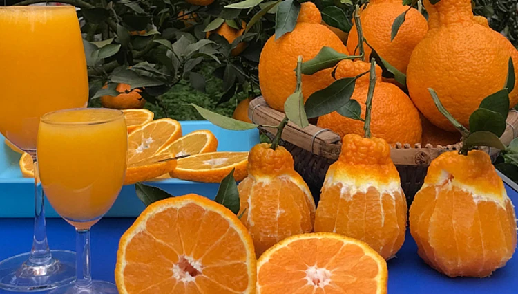 Wholesale Delicious Sweet Fresh Citrus Fruit Fresh Oranges Navel Orange For Sale