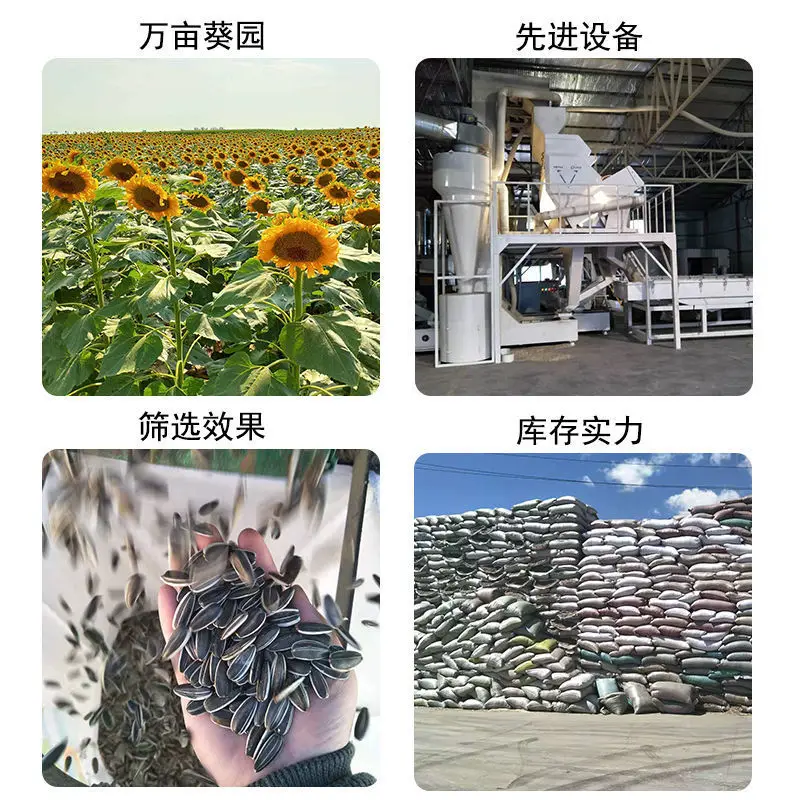 high quality good color in seasoned edible white sunflower seeds from Chinese Inner Mongolia sunflower kernels oil