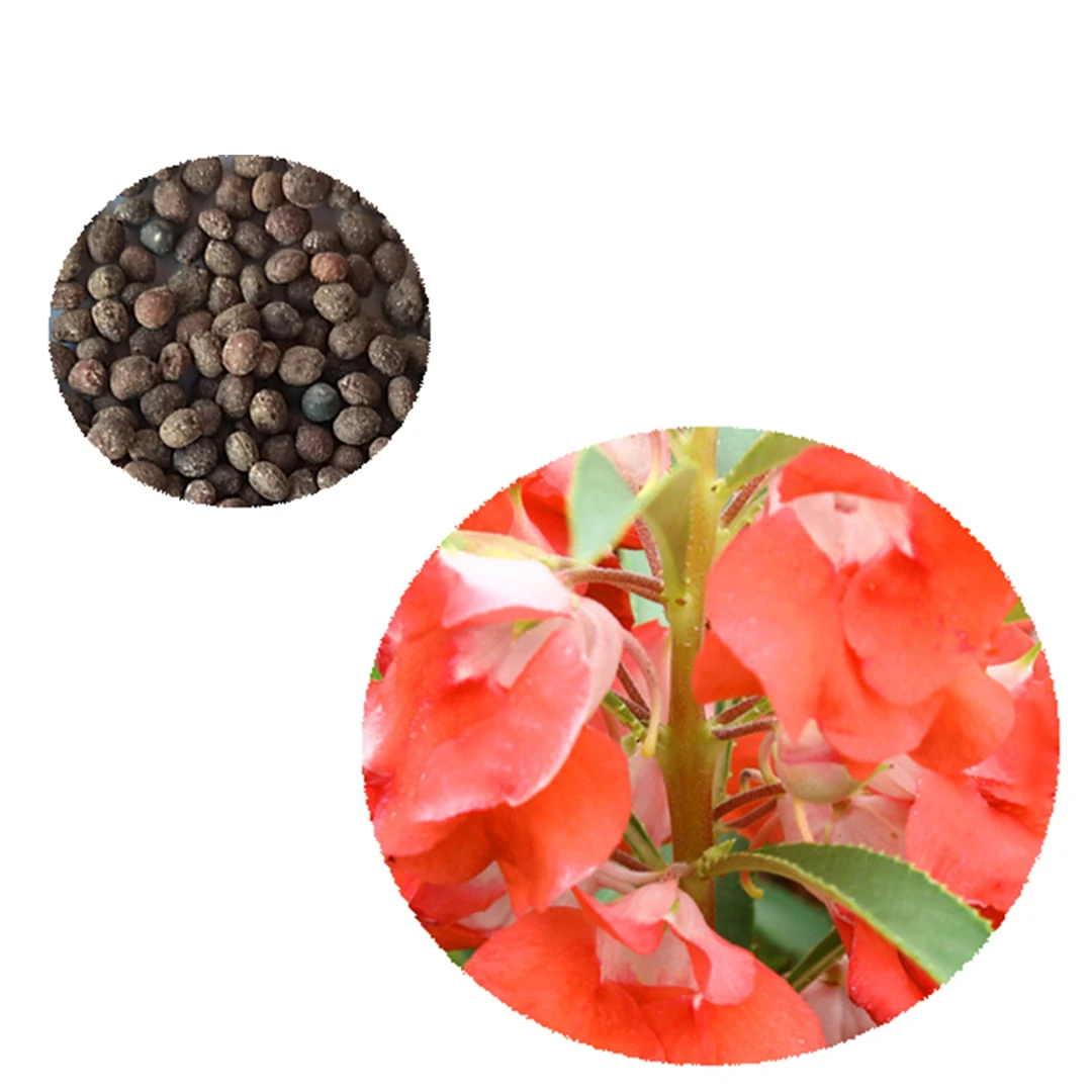 Садовое насаждение годовой Impatiens большемирит Семена/Розничная продажа, розовое бальзам семена 1 кг